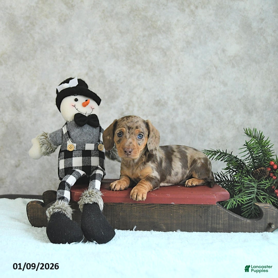 Miniature Dachshund dogs for sale: Lucia - Ad 4