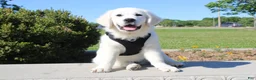 Golden Retriever dogs for sale: Buster - Ad 1