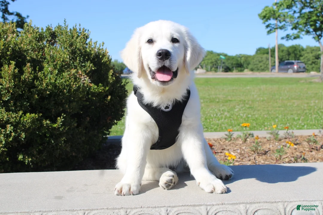 Golden Retriever dogs for sale: Buster - Ad 1