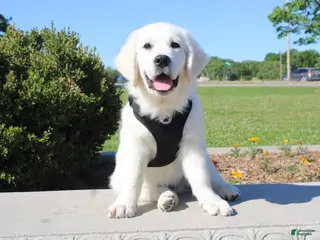 Golden Retriever dogs for sale: Buster - Ad 2