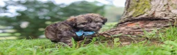 Havanese dogs for sale: Winston - Ad 2