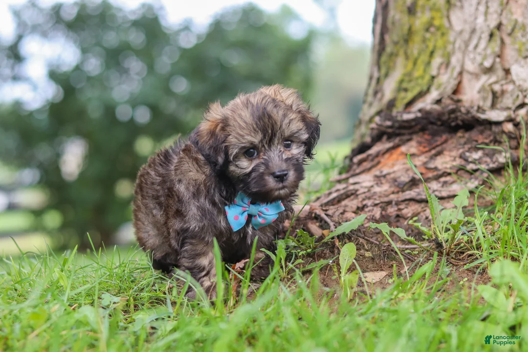 Havanese dogs for sale: Winston - Ad 2