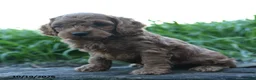 Cockapoo dogs for sale: Archie - Ad 5