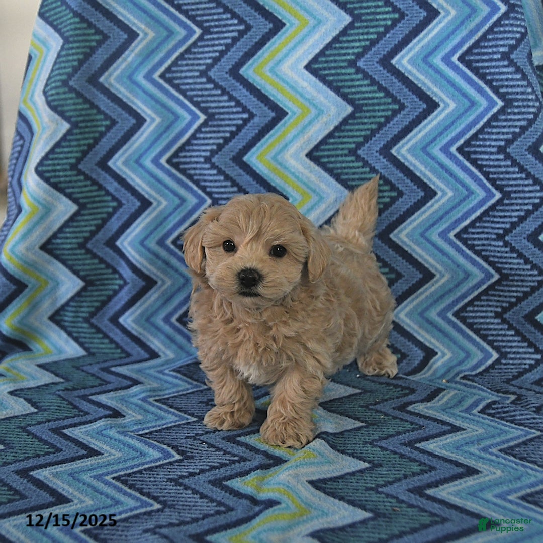 Maltipoo dogs for sale: Bruce - Ad 4