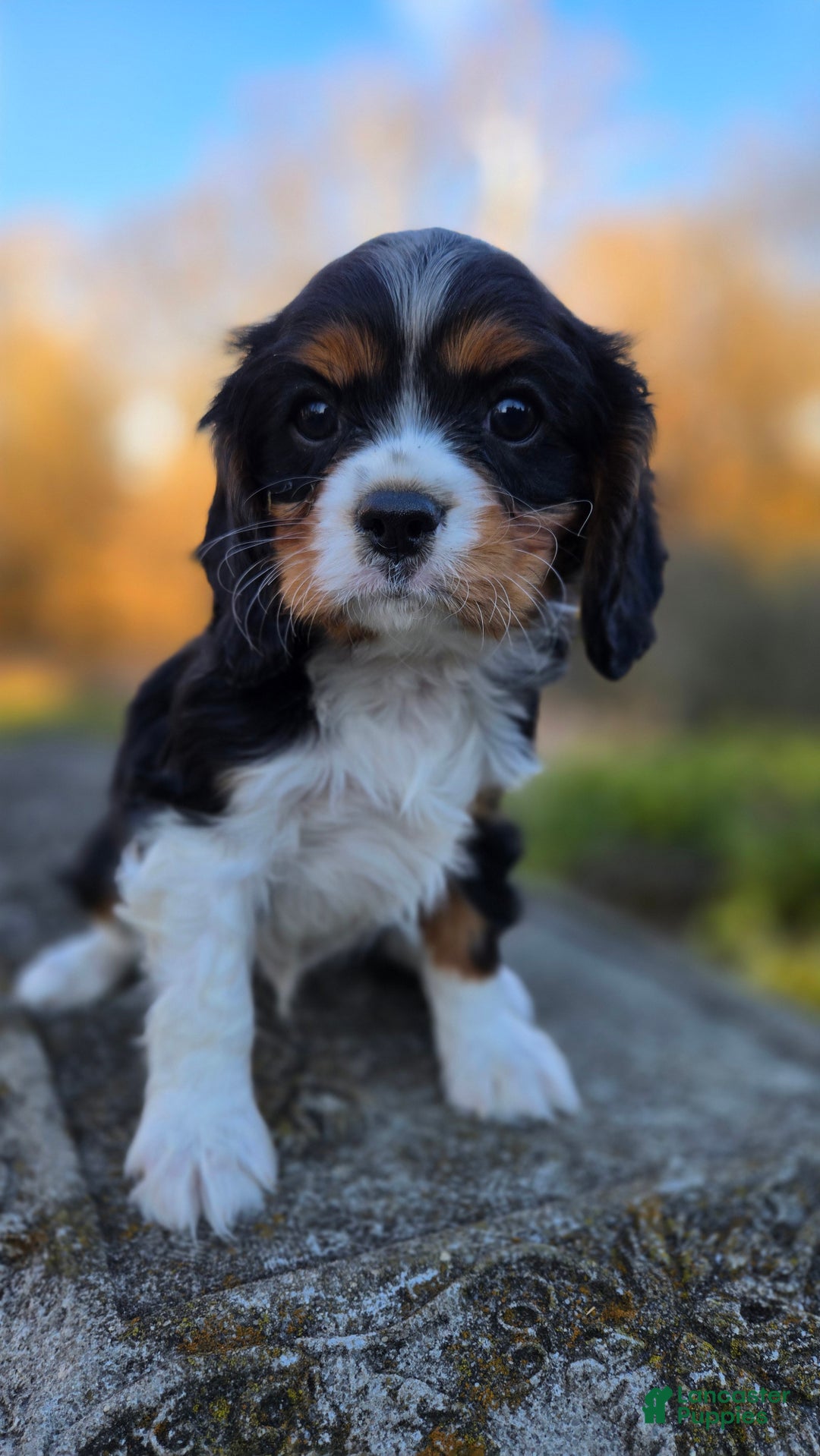 Cavalier King Charles Spaniel dogs for sale: Vivian - Ad 20