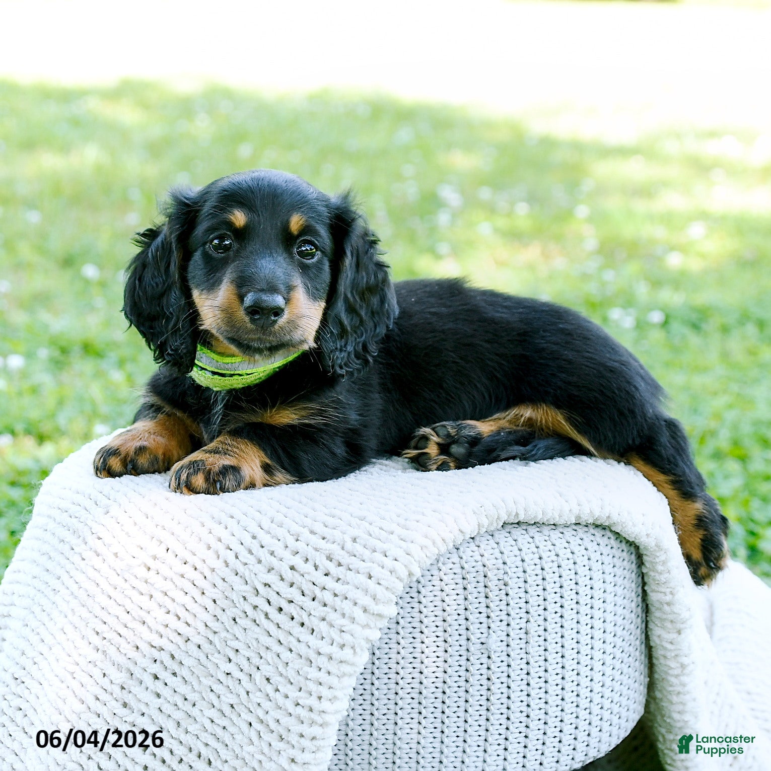 Miniature Dachshund dogs for sale: Daniel - Ad 4
