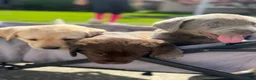 Labrador Retriever dogs for sale: Ruby - Ad 8
