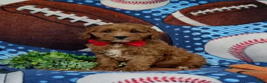 Chauncey 