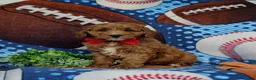 Cavapoo dogs for sale: Chauncey  - Ad 1