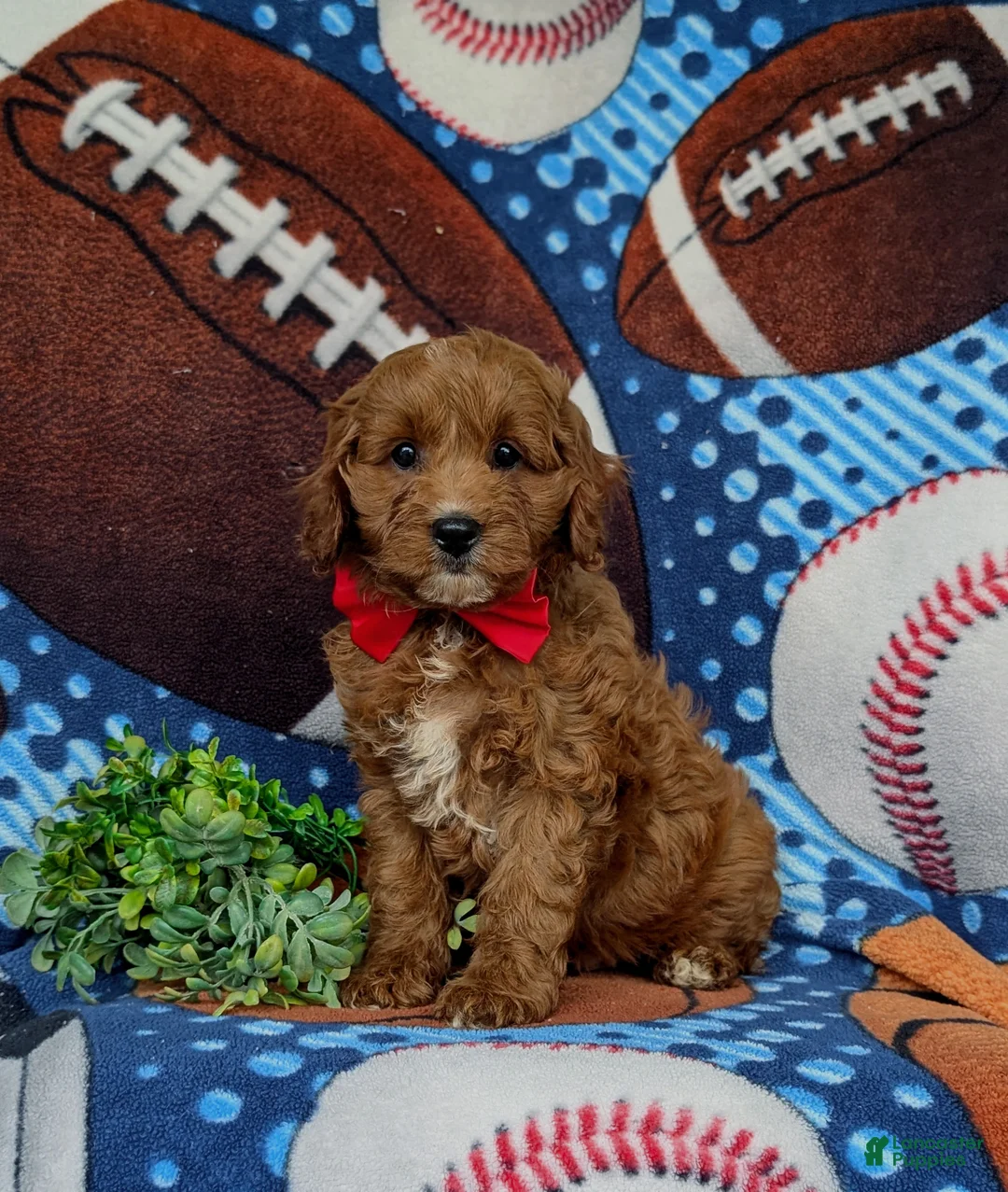 Cavapoo dogs for sale: Chauncey  - Ad 1