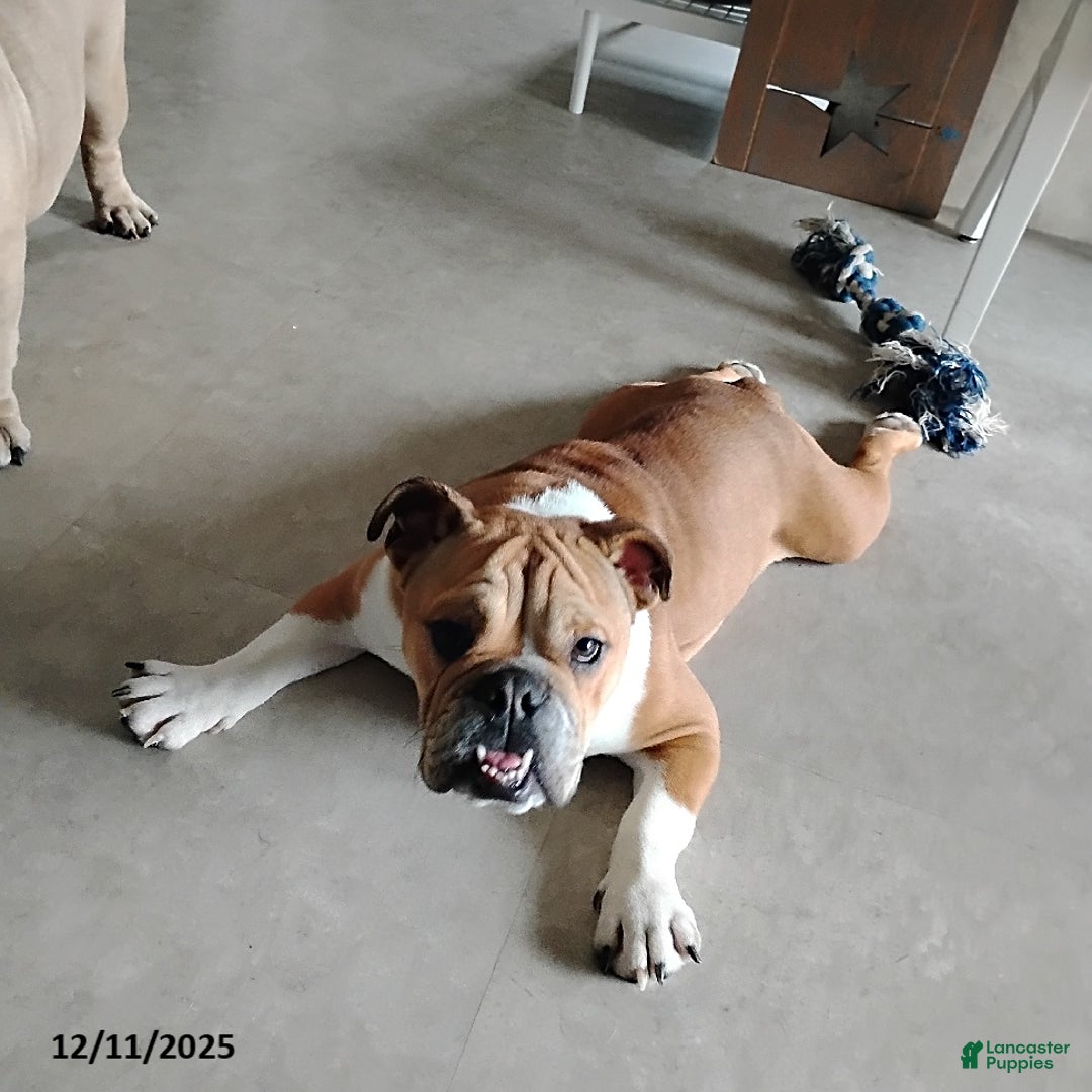 English Bulldog dogs for sale: Reagan - Ad 7