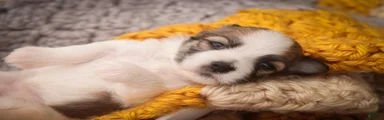Penelope Havanese 