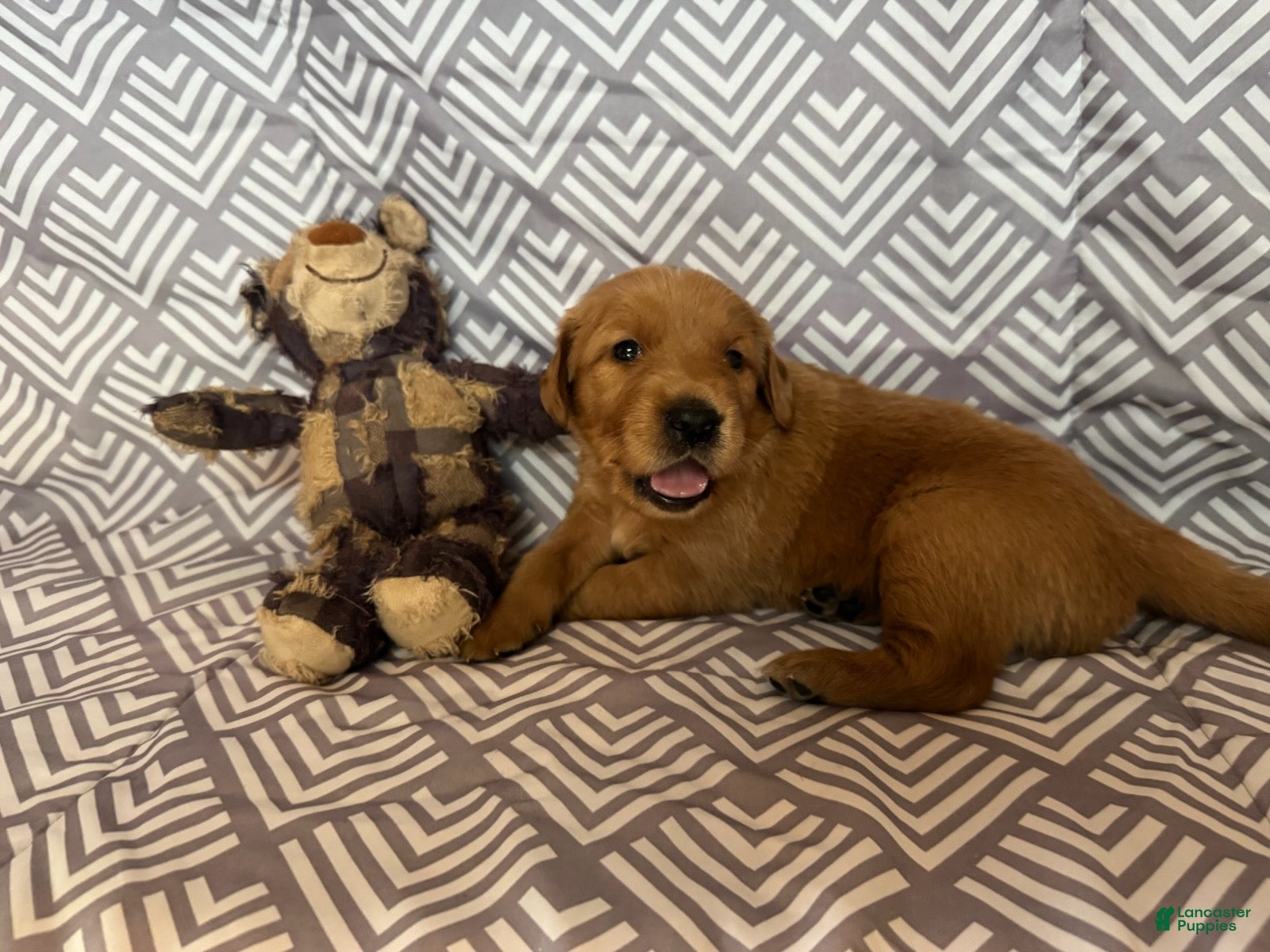 Golden Retriever dogs Maroon - Ad 2