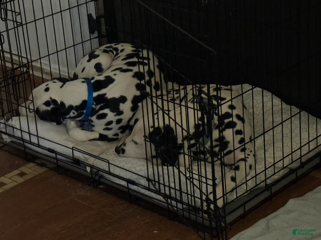 Dalmatian dogs for sale: Dalmatian Puppy 2 - Ad 9