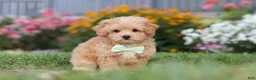 Maltipoo dogs for sale: Sailor - Ad 4