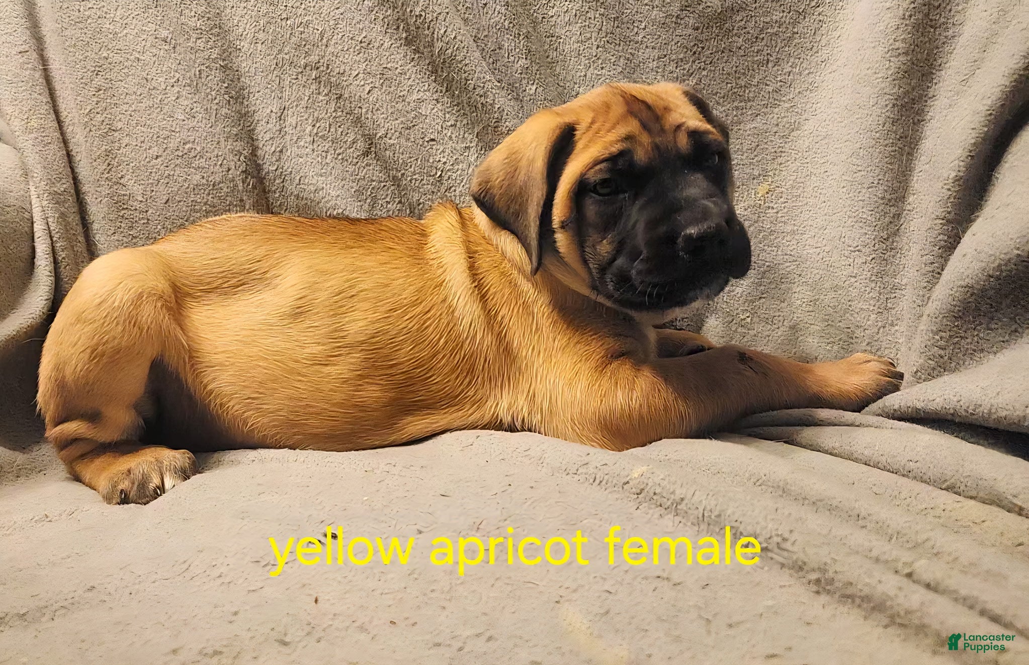English Mastiff dogs English Mastiff Puppy 4 - Ad 24