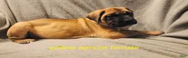English Mastiff Puppy 4