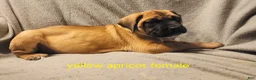 English Mastiff dogs for sale: English Mastiff Puppy 4 - Ad 1