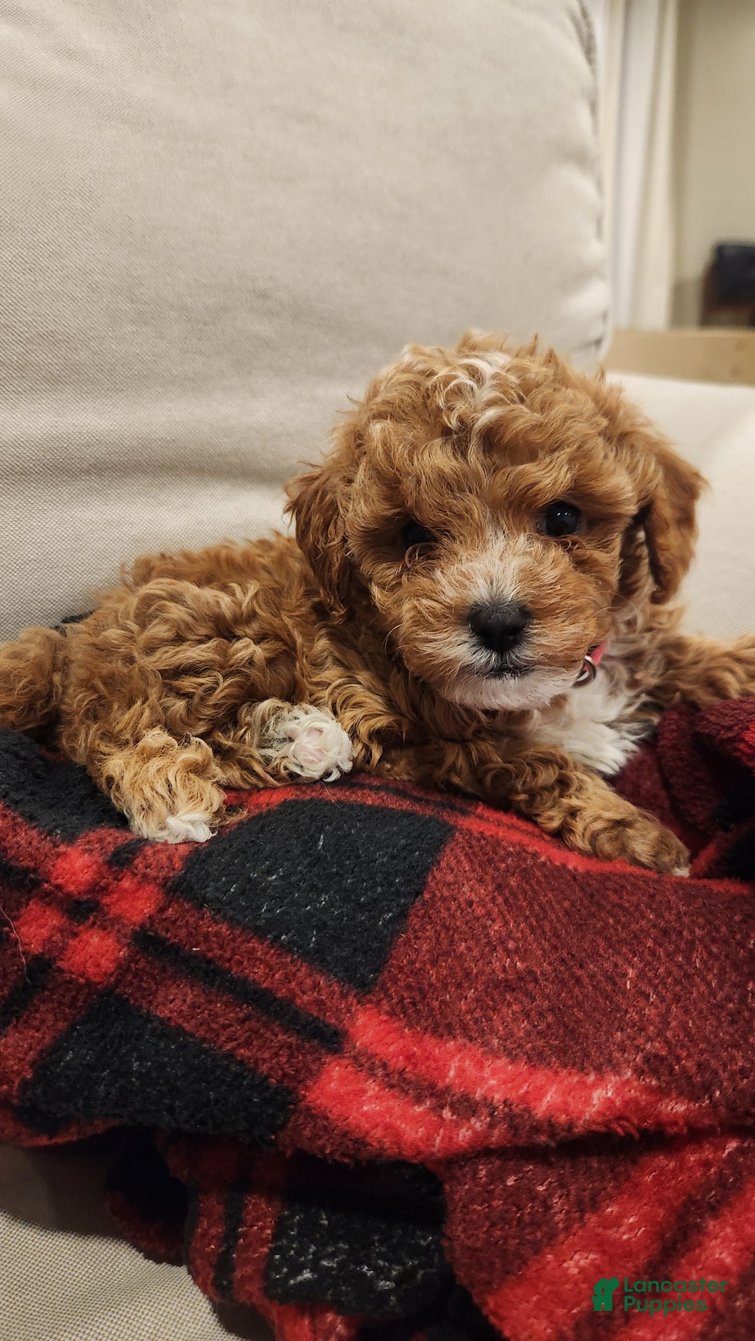 Cavapoo dogs for sale: Maggie - Ad 5