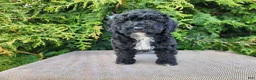 Mini Bernedoodle dogs for sale: Brock - Ad 8