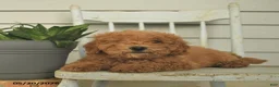 Mini Goldendoodle dogs for sale: Cleo - Ad 4