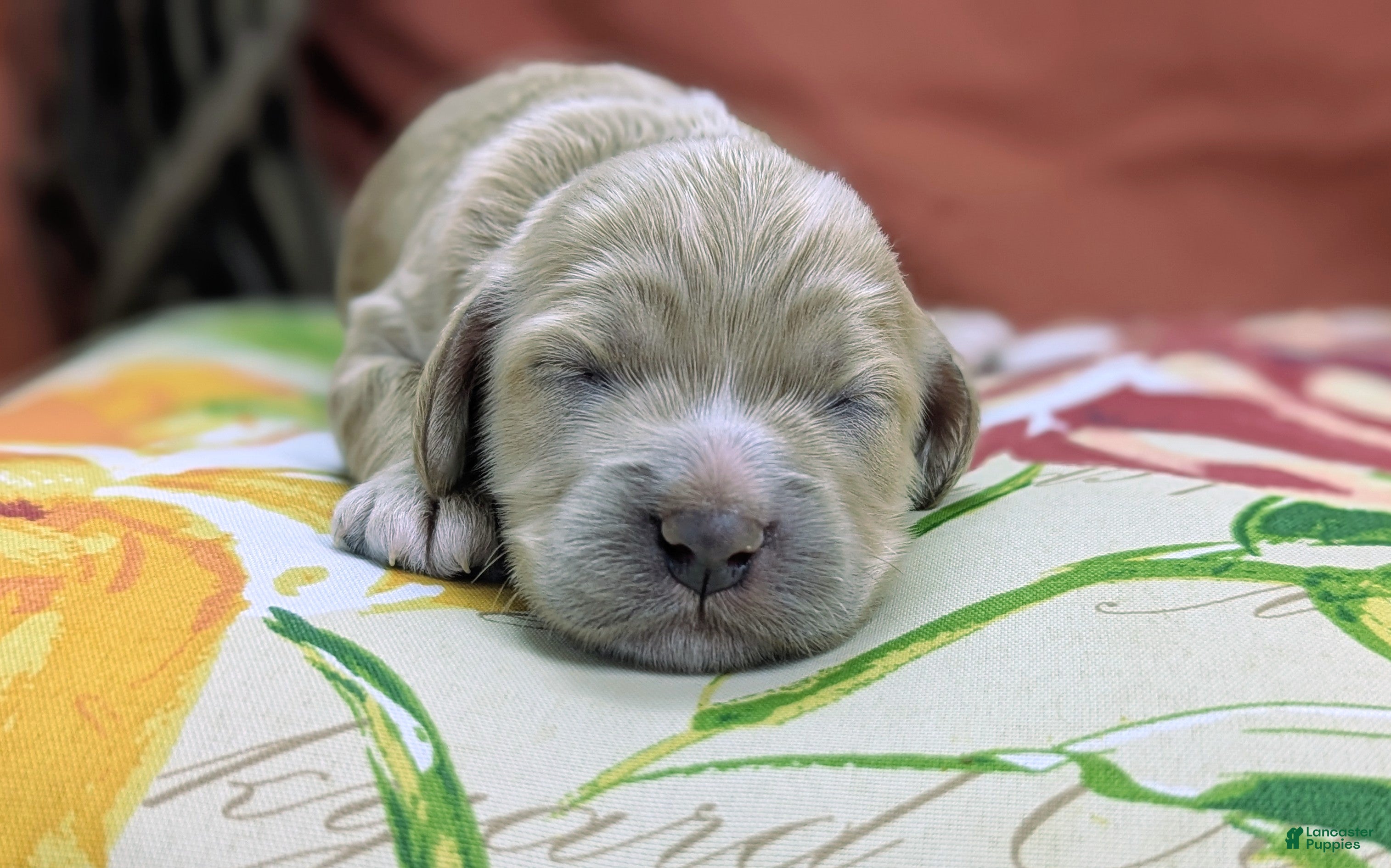 Cockapoo dogs Crysta - Ad 12