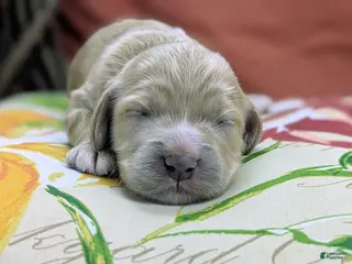 Cockapoo dogs Crysta - Ad 13