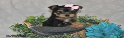 Yorkshire Terrier dogs for sale: Bailey - Ad 4