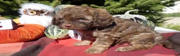 Cavapoo dogs for sale: Cavapoo 4 Duffy - Ad 1