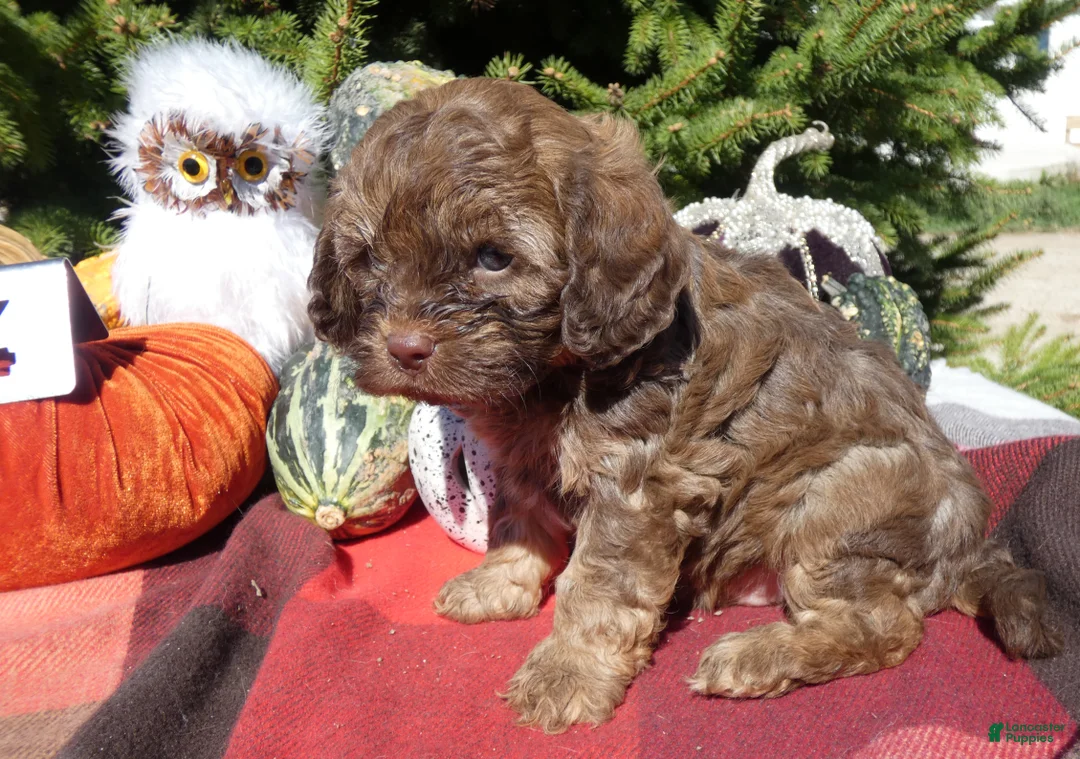 Cavapoo dogs for sale: Cavapoo 4 Duffy - Ad 1