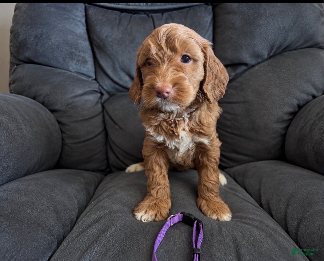 Mini Goldendoodle dogs Purple Collar - Ad 1