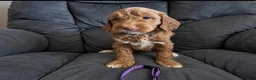 Mini Goldendoodle dogs for sale: Purple Collar - Ad 5