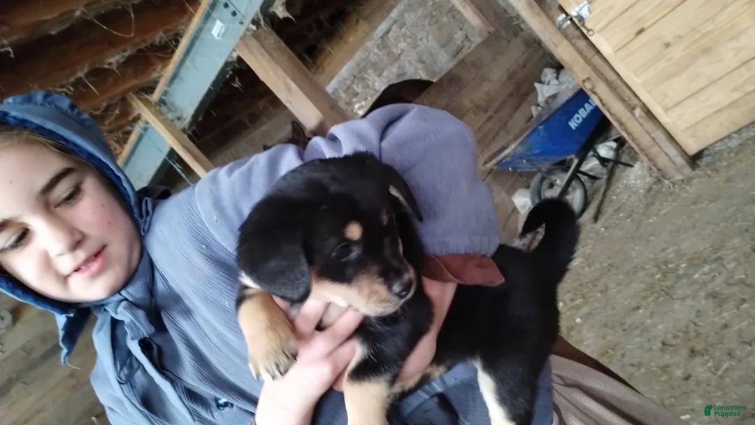 Mixed Breed dogs for sale: Buster - Ad 2