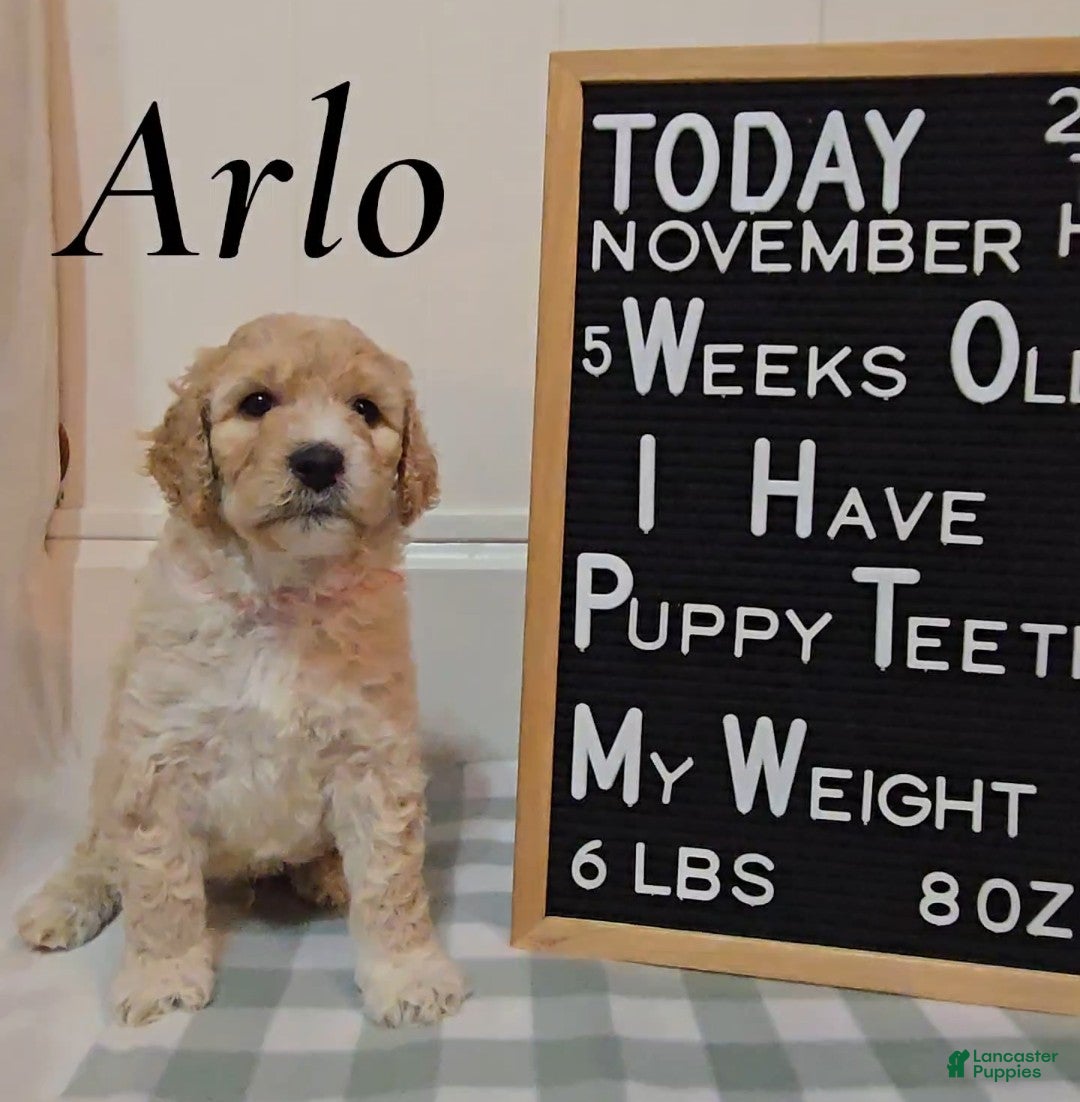 Mixed Breed dogs for sale: Arlo - Ad 1