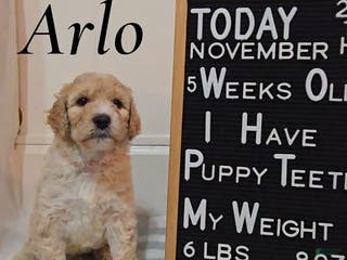 Mixed Breed dogs Arlo - Ad 30