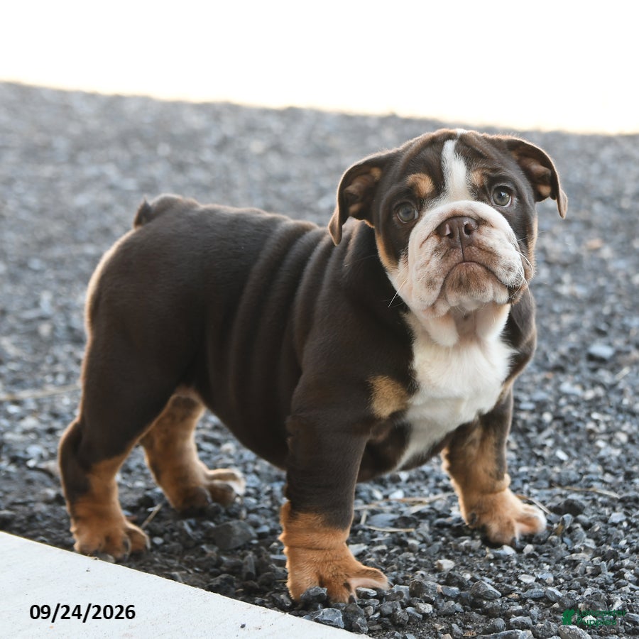 English Bulldog dogs Ronnie - Ad 2