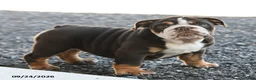 English Bulldog dogs for sale: Ronnie - Ad 2