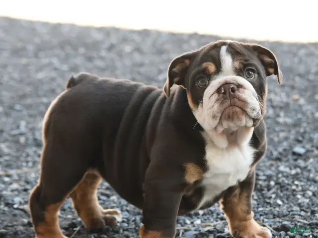 English Bulldog dogs for sale: Ronnie - Ad 2