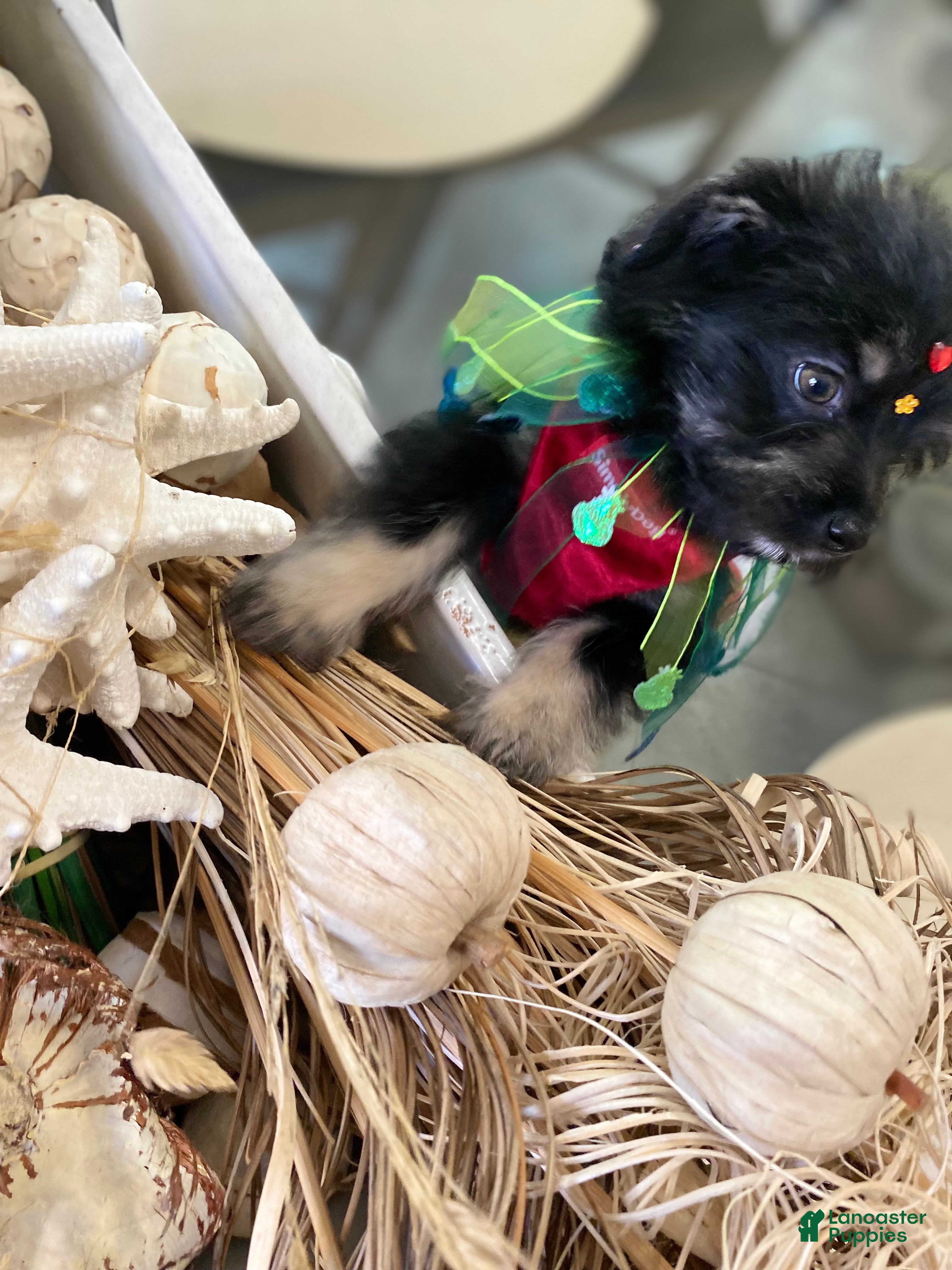 Shorkie dogs Shorkie Puppy 1 - Ad 2