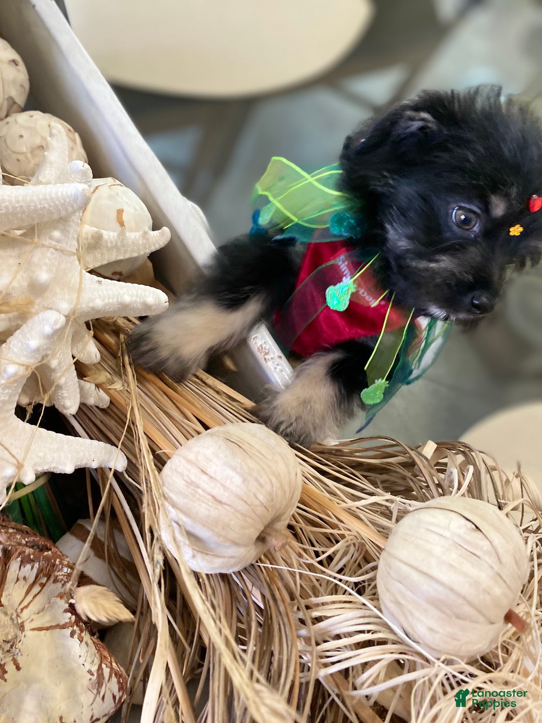 Shorkie dogs for sale: Shorkie Puppy 1 - Ad 1