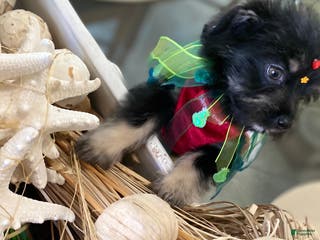 Shorkie dogs Shorkie Puppy 1 - Ad 33