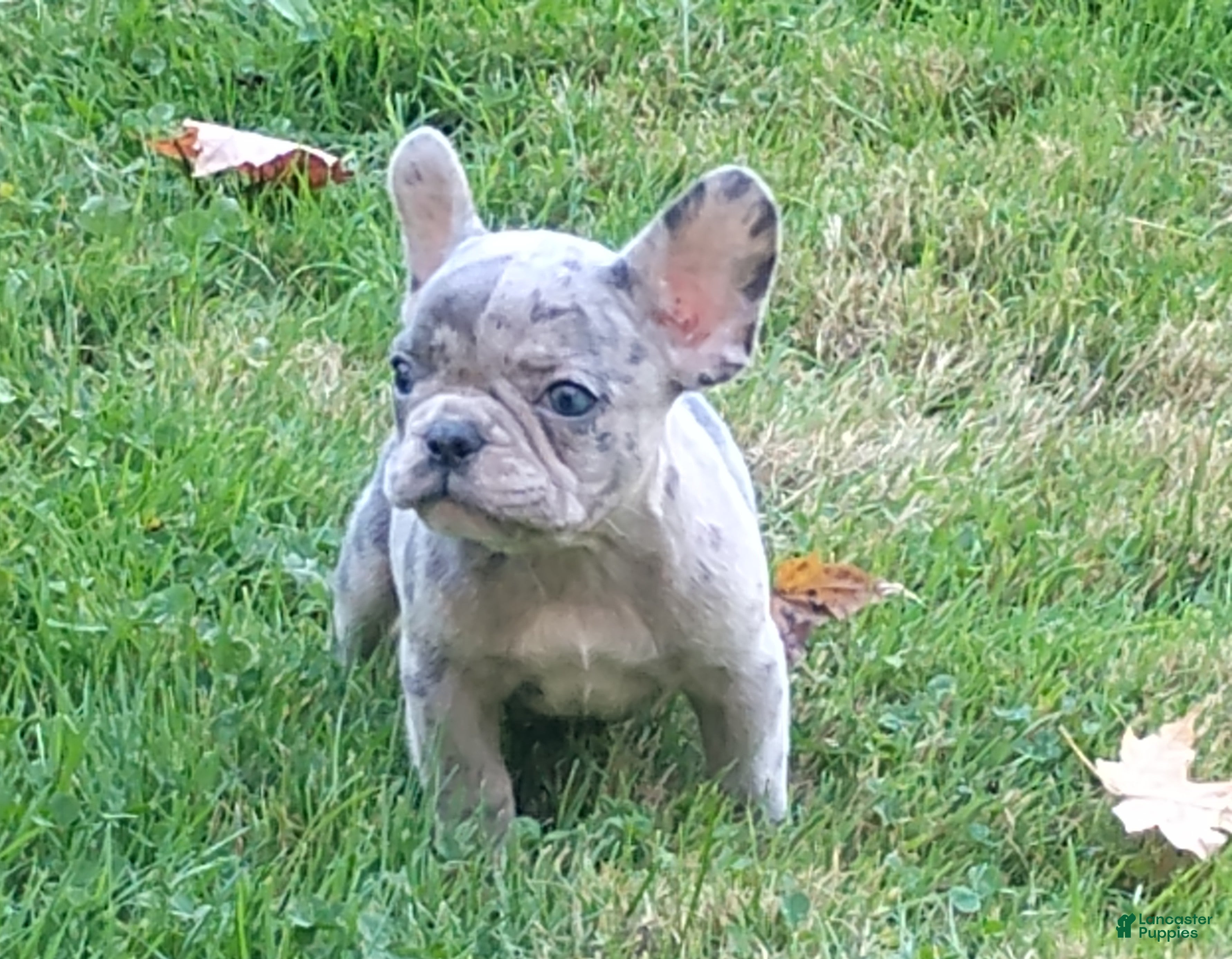French Bulldog dogs for sale: Hero - Ad 1