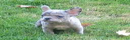 French Bulldog dogs for sale: Hero - Ad 1