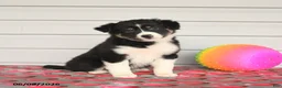 Mixed Breed dogs for sale: Kate - Ad 1