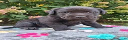 Labrador Retriever dogs for sale: North  - Ad 5