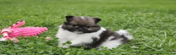 Pomeranian dogs for sale: Juno - Ad 7