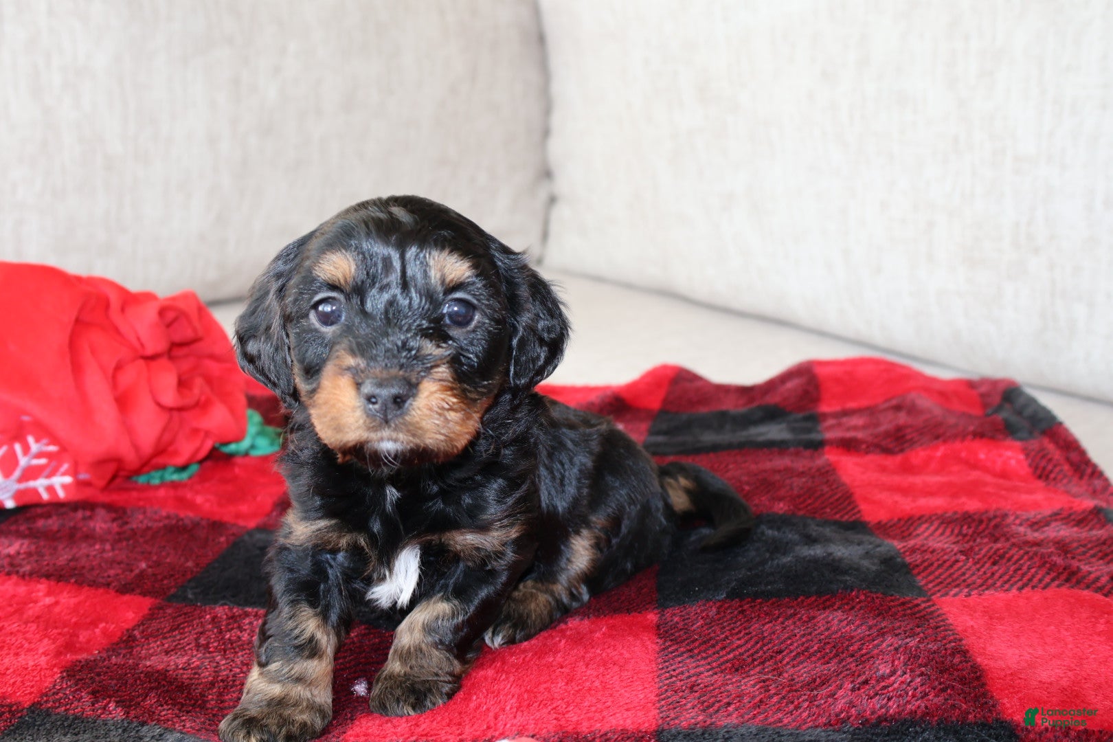 Mixed Breed dogs Bear - Ad 18