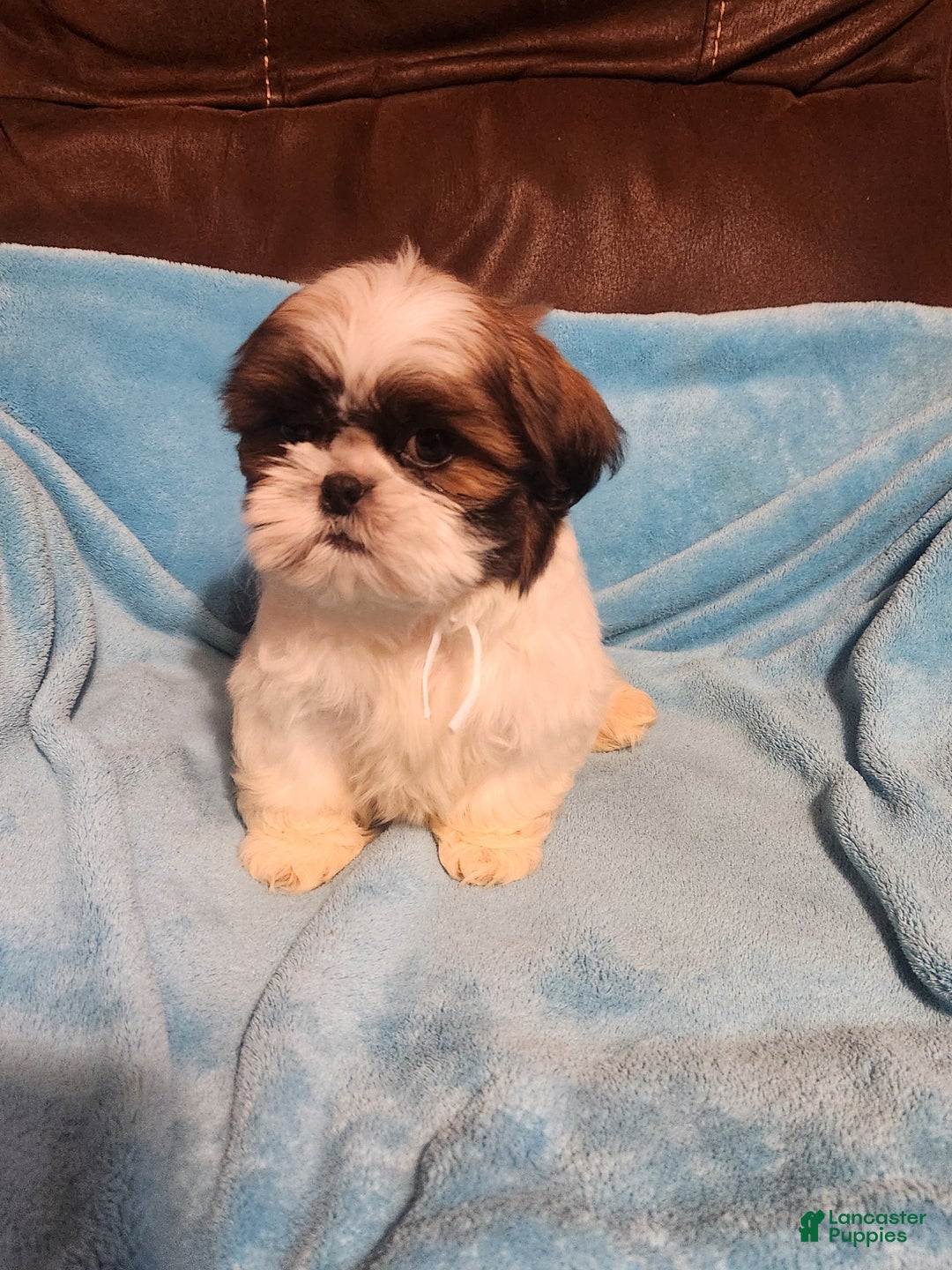 Shih Tzu dogs for sale: Shih Tzu Puppy 2 - Ad 2