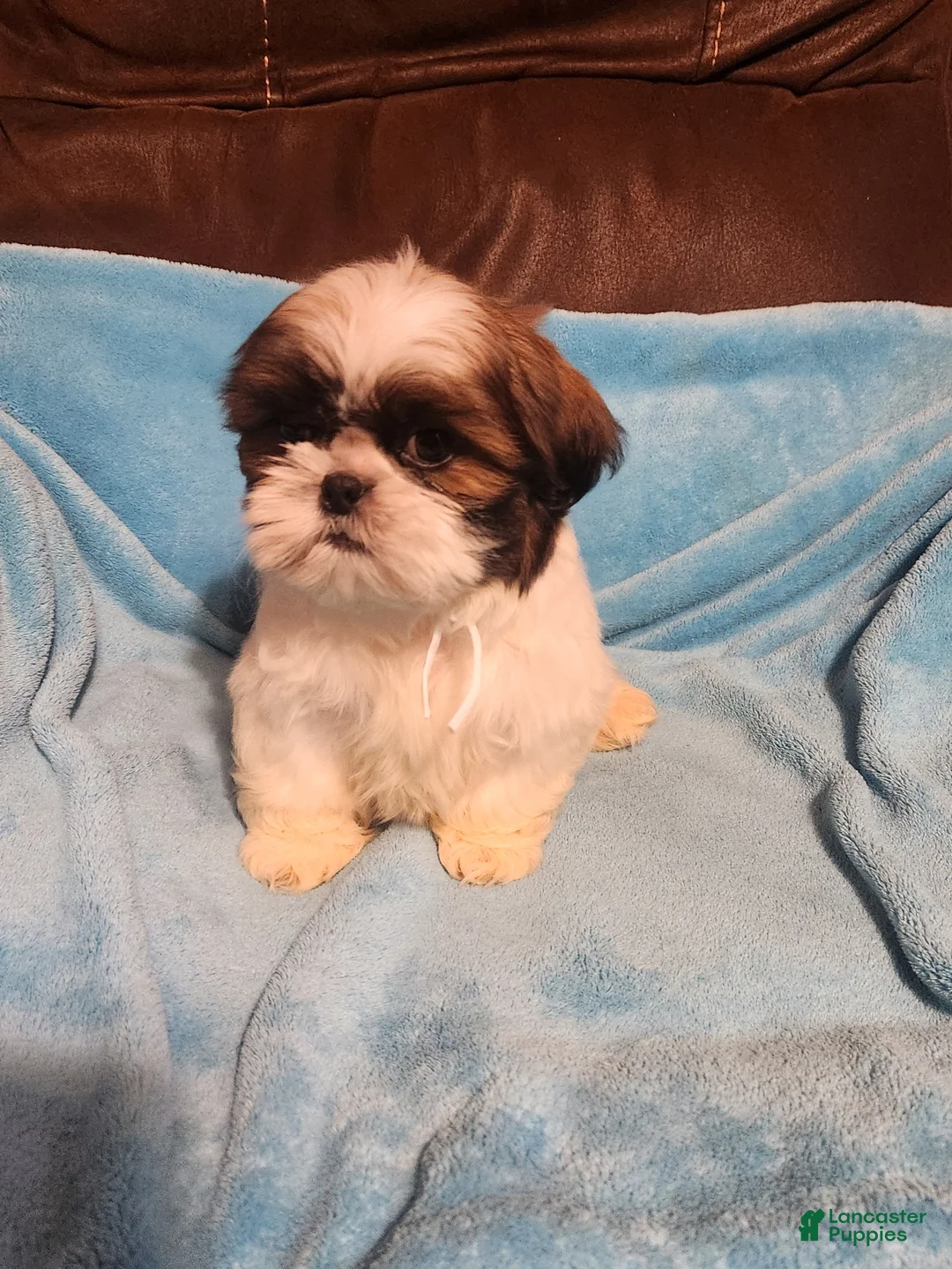 Shih Tzu dogs for sale: Shih Tzu Puppy 2 - Ad 2
