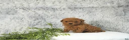 Toy Poodle dogs for sale: Cody - Ad 2